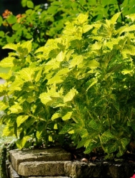 Electric Lime® Coleus in a garden bed