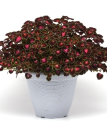 ailblazer™ Road Trip Coleus in a pot