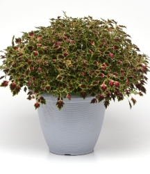 MicroBlaze™ Matchsticks Coleus in a pot