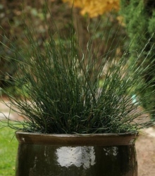 Twisted Dart Juncus in a decorative pot outside