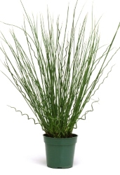 Twisted Arrows Juncus in a small green pot