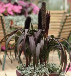 Purple Baron Ornamental Millet in a decorative pot outside