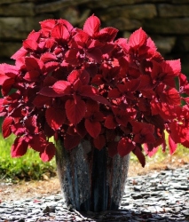 Redhead Coleus in a decorative pot outside