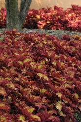 Henna Coleus planted around a tree