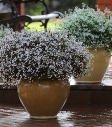 Breathless® Blush & White Euphorbia in separate decorative pots outside