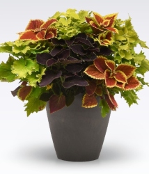 MixMasters™ Amped Up Coleus Combo in a pot