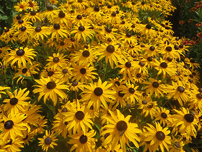 Bright yellow daisy-like flowers with dark brown center fill the image - Rudbeckia Goldblitz