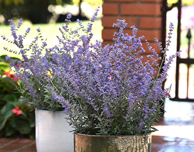 Frothy blue flowers on upright stems in two patio containers - Perovskia Bluesette