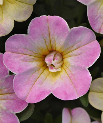 Bloom shot of MiniFamous® Uno Pink Radiance Calibrachoa