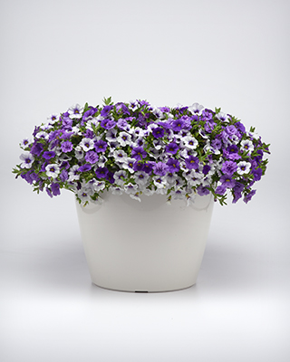 Trixi® Combo Break The Ice features three kinds of calibrachoa in a container