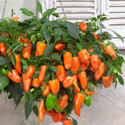 Orange sweet peppers growing from a hanging basket