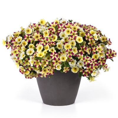 Yellow and striped Petunia flower mixed combination in a pot
