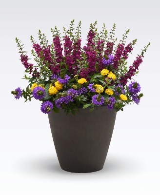 Mixed combination of flowers in a pot