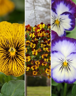 Various pansy blooms