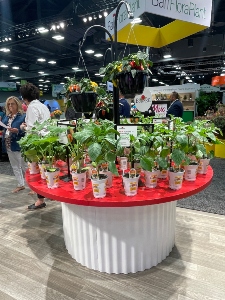 Vegetable plants on a table at a tradeshow