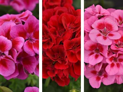 Collage of close up red, violet and multi-colored blooms with green leaves