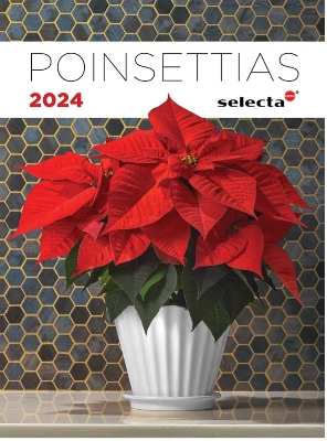 Red poinsettia in a pot on top of a counter with a hexagon tile background
