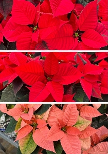 Various poinsetta blooms in red and coral