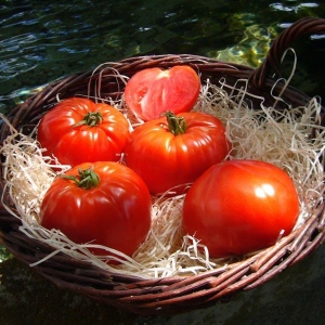 Ripe red tomatoes in a basket