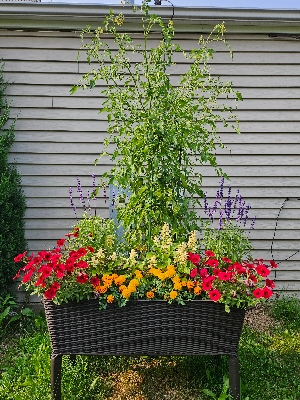 Outdoor mixed container with a tall cherry tomato plant next to purple, red and yellow flowers