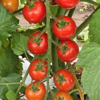 Bright red cherry tomatoes on the vine