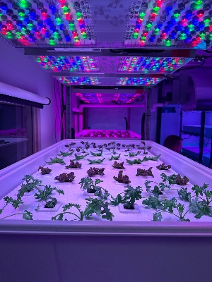 Leafy greens in a controlled environment sit under purple LED lighting