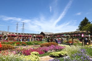 Outdoor gardens in bloom under a bright blue sky