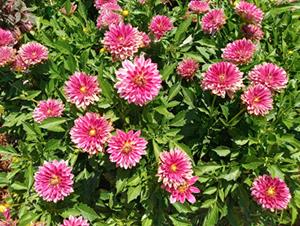 Plants with large pink blooms among green foliage in the landscape