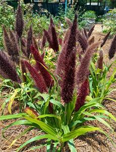 Tall, brown cat-tail type plants with green foliage