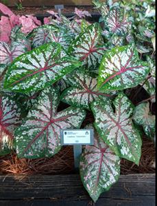 Tropical plant with green and pink foliage