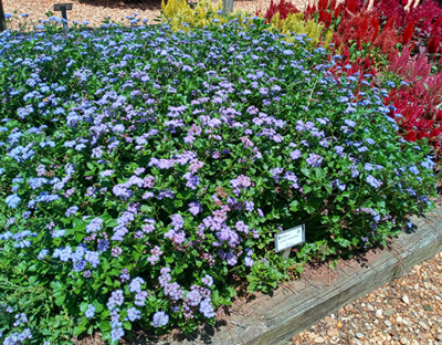 Purple flowers with green foliage