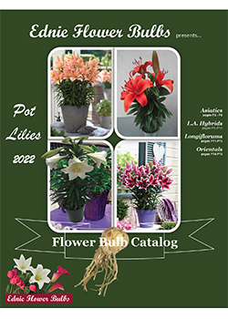 2022 Pot Lilies<br>Ednie Flower Bulbs