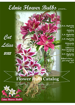 2022 Lily Cut Flower<br>Ednie Flower Bulbs