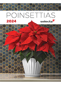 2023<br>Selecta One Poinsettia