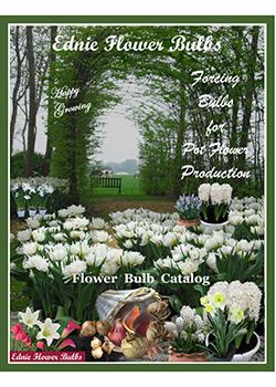 Ednie Flower Bulbs<br>Pot Forcing Production