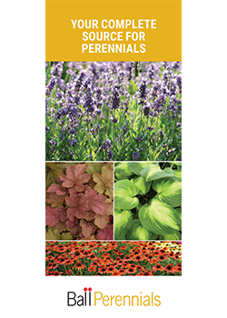 Perennials Brochure