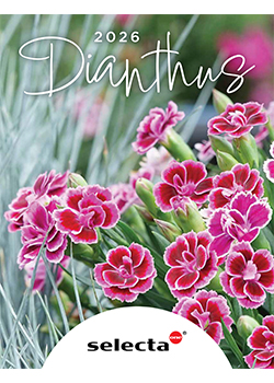 2026 Selecta One<br>Dianthus