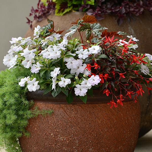 Elegant Shade container