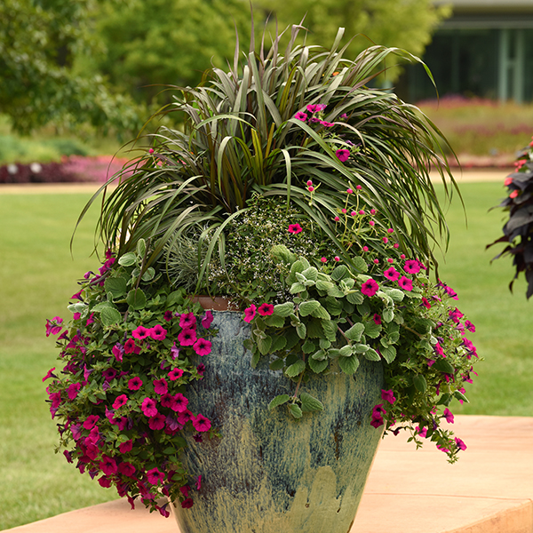 Pink Patio container