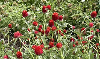 A garden patch of strawberry-colored gomphrena blooms among green foliage.