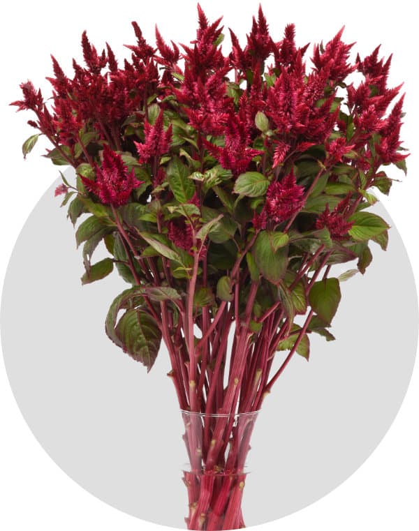 Celosia