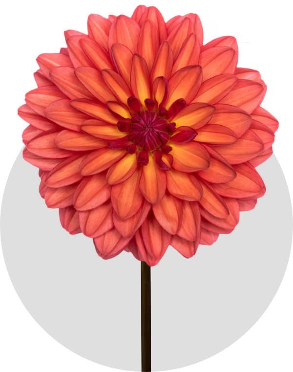 Dahlia