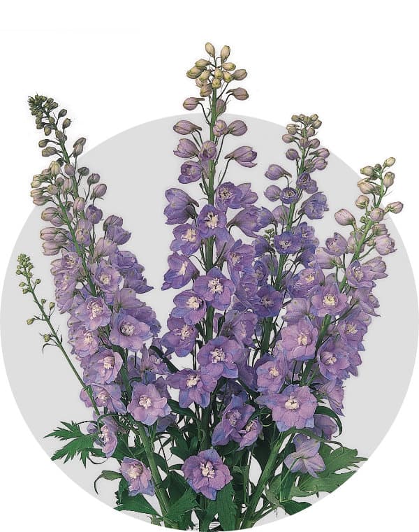 Delphinium / Larkspur