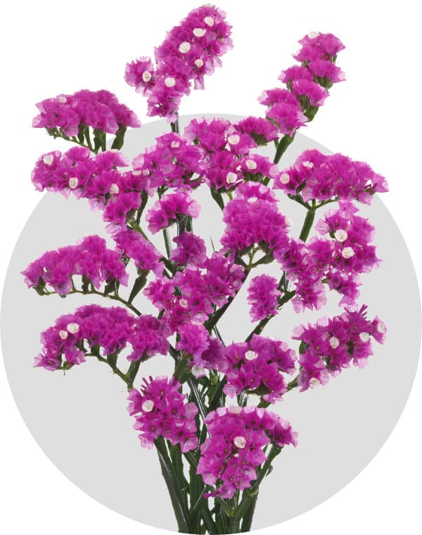 Limonium