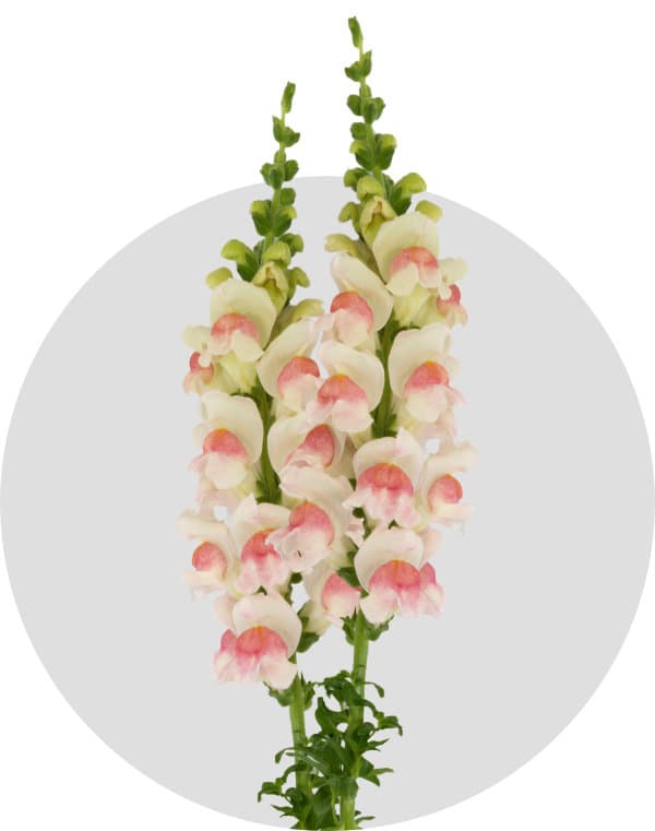 Snapdragon