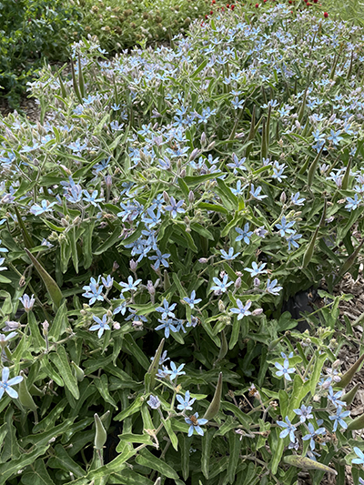 Blue tweedia flowers on a fluffy green foliage plant