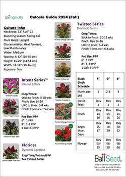 Celosia Guide 2024