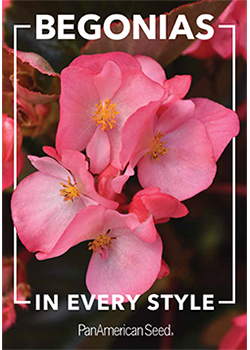  Begonias in Every Style