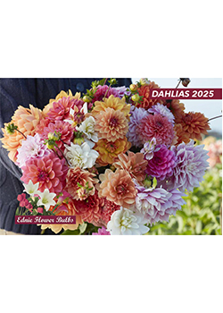 Dahlias Ednie Flower Bulbs