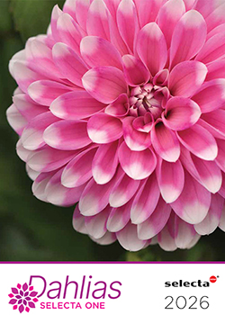 2026 Dahlia Brochure